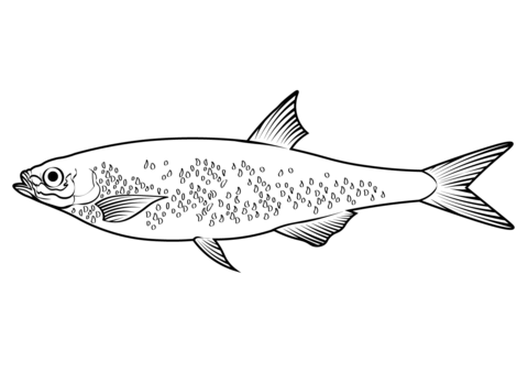 Common Bleak (Alburnus Alburnus) Coloring Page